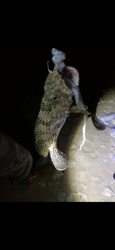 イシミーバイの釣果