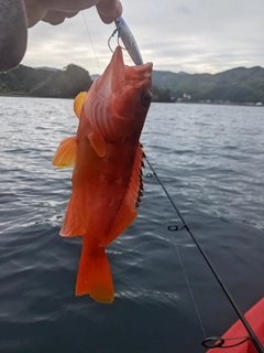 アカハタの釣果