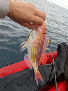 イトヨリダイの釣果