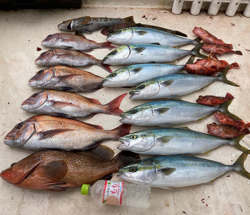 マダイの釣果