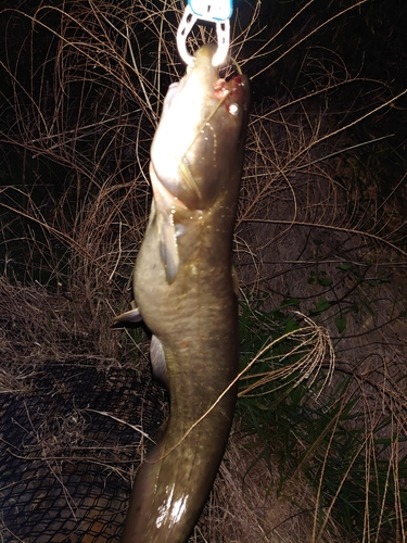 ナマズの釣果