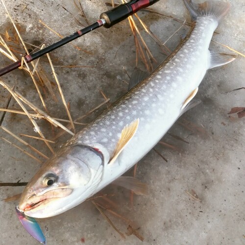 アメマスの釣果