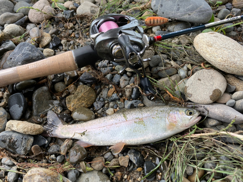 ニジマスの釣果