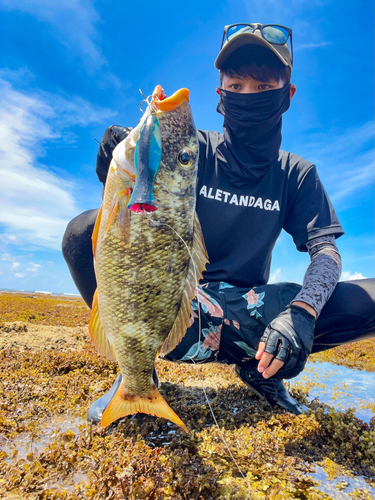 ムネアカクチビの釣果