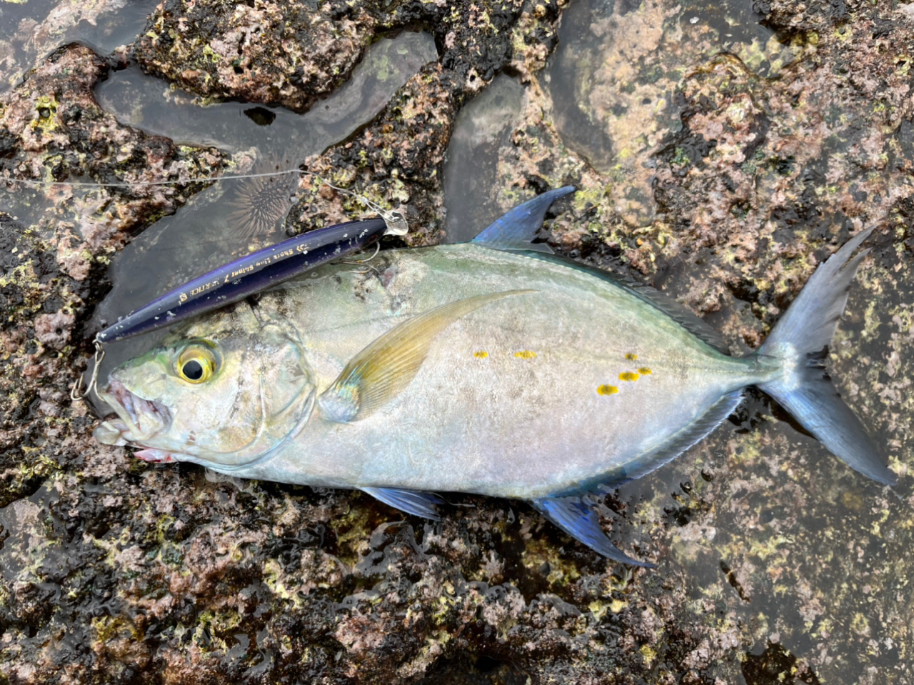 ナンヨウカイワリ