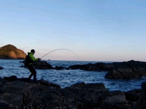 ヒラスズキの釣果