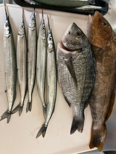 アイナメの釣果