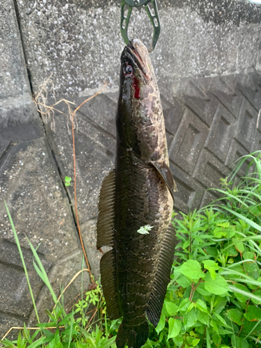 ライギョの釣果