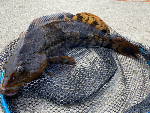 アイナメの釣果