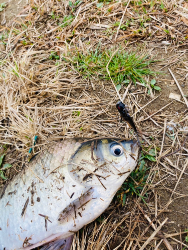 フナの釣果