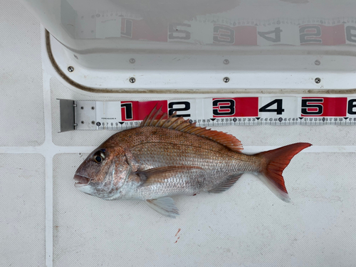 マダイの釣果