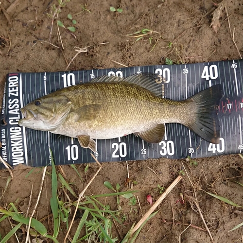 スモールマウスバスの釣果