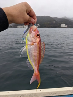 イトヨリダイの釣果