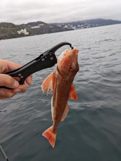 ホウボウの釣果