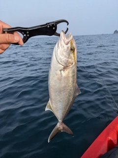 ショゴの釣果