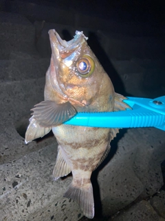 シロメバルの釣果