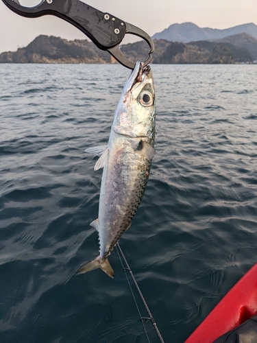 サバの釣果