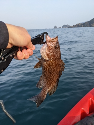 オオモンハタの釣果