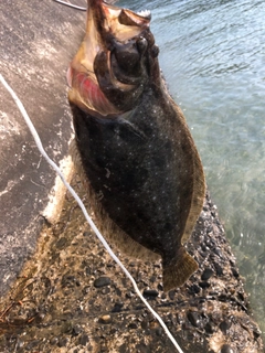 ヒラメの釣果
