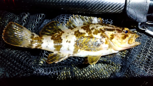 タケノコメバルの釣果