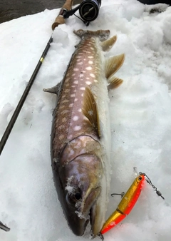 アメマスの釣果