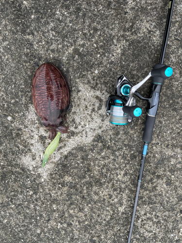 コウイカの釣果