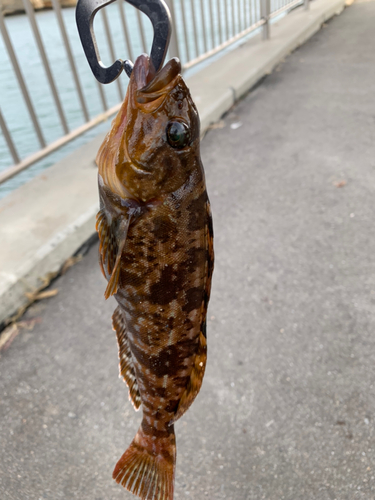 アイナメの釣果