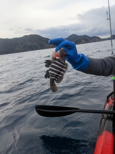 マハタの釣果