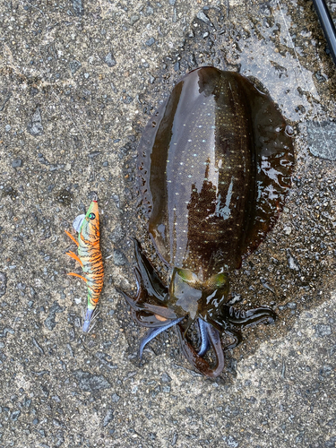 アオリイカの釣果