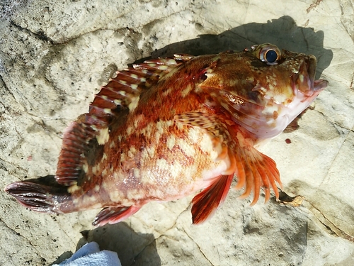 カサゴの釣果