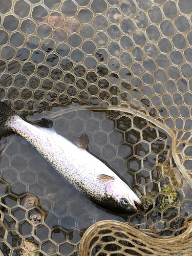 レインボートラウトの釣果