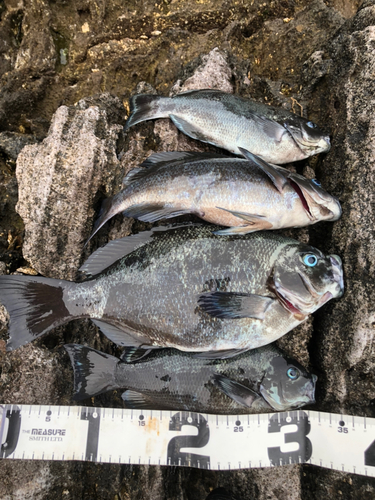 クチブトグレの釣果