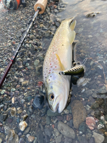 ブラウントラウトの釣果