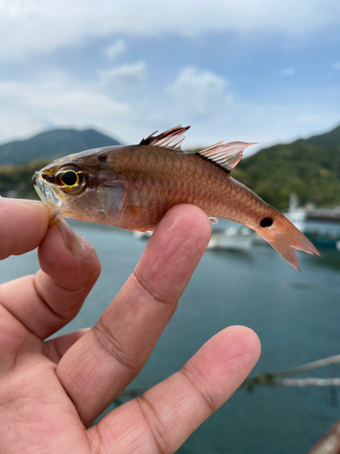 ネンブツダイの釣果