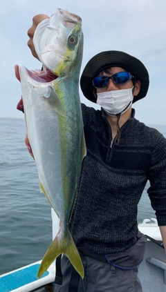 ハマチの釣果