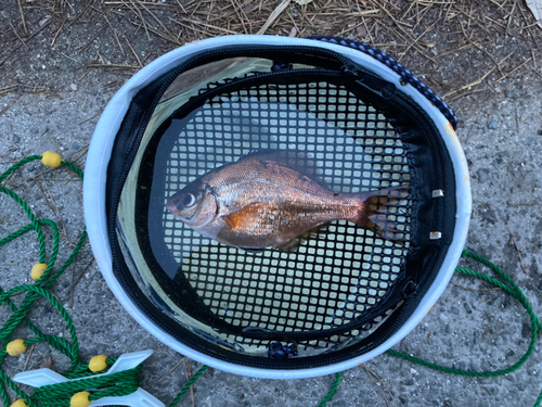 ウミタナゴの釣果