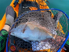 タイの釣果