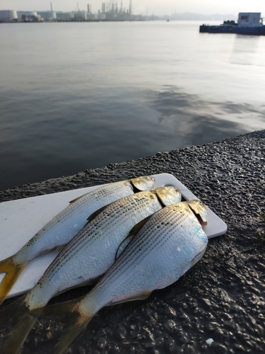 コノシロの釣果