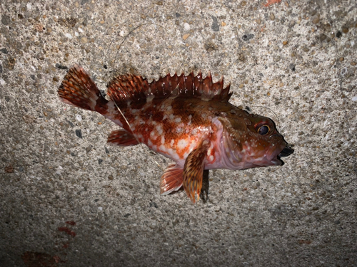 アラカブの釣果