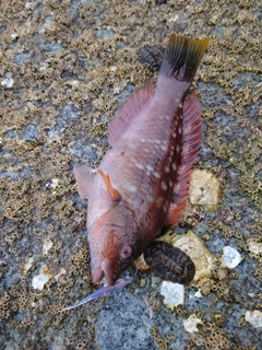 ホシササノハベラの釣果