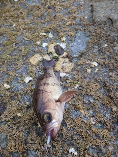 シロメバルの釣果