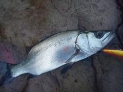 ヒラスズキの釣果