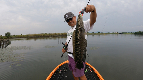 ライギョの釣果