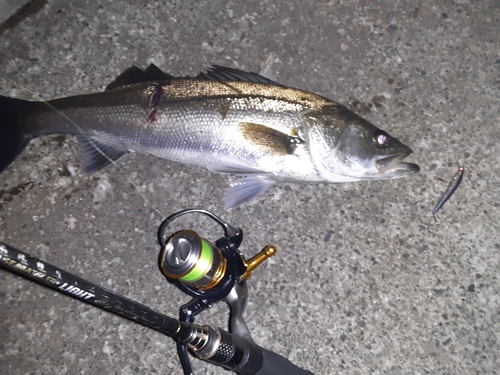 フッコ（マルスズキ）の釣果