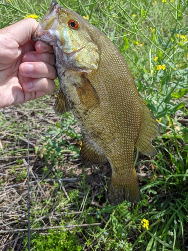 スモールマウスバスの釣果