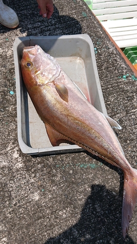 カンパチの釣果