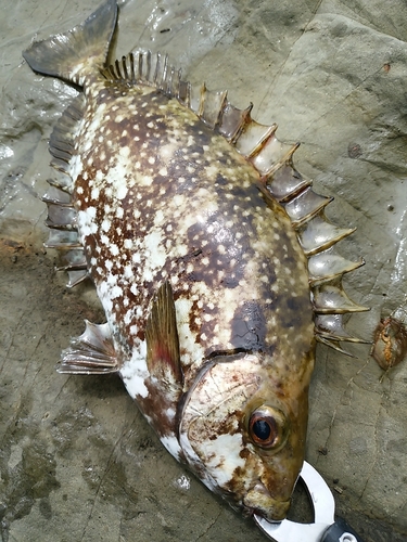 アイゴの釣果