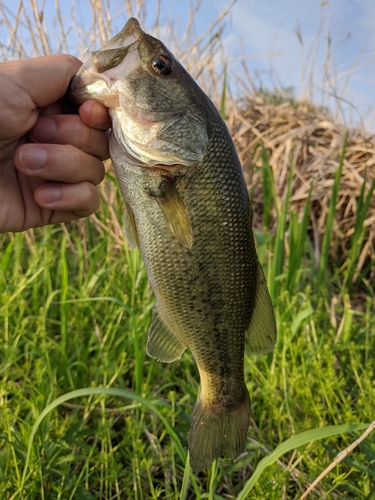 ラージマウスバスの釣果