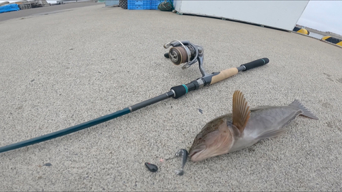 アイナメの釣果