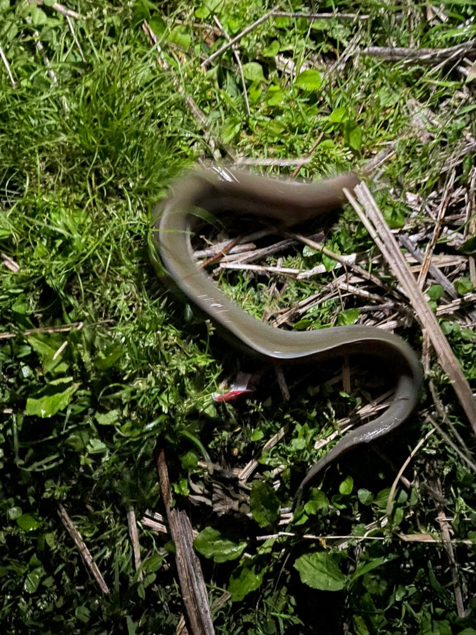 ウナギ